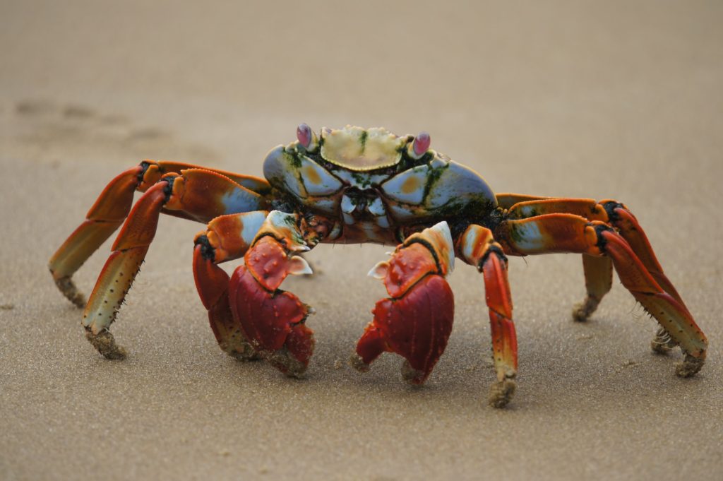 krab op het strand